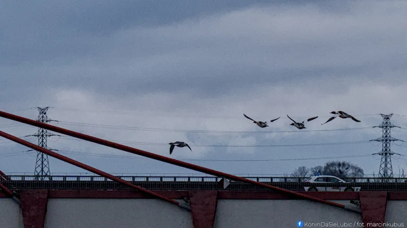 Marcin Kubus Photography - 20260314_DSC02076.jpg