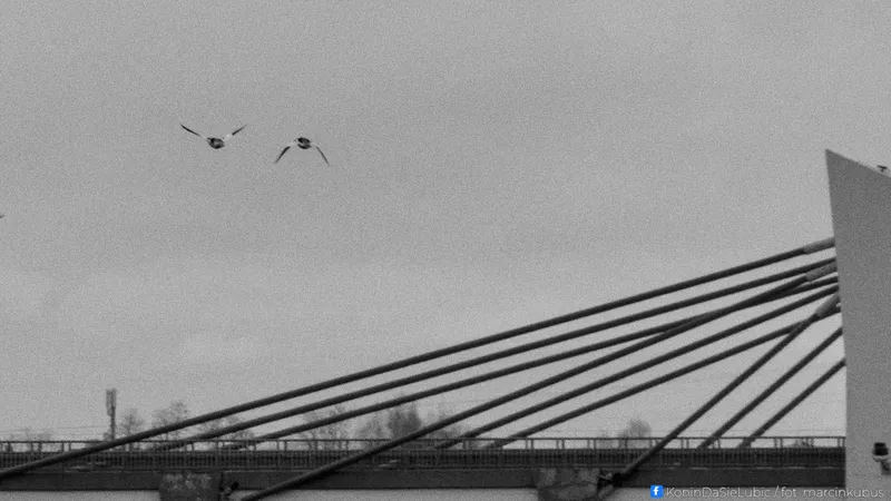 Marcin Kubus Photography - 20260314_DSC02080.jpg