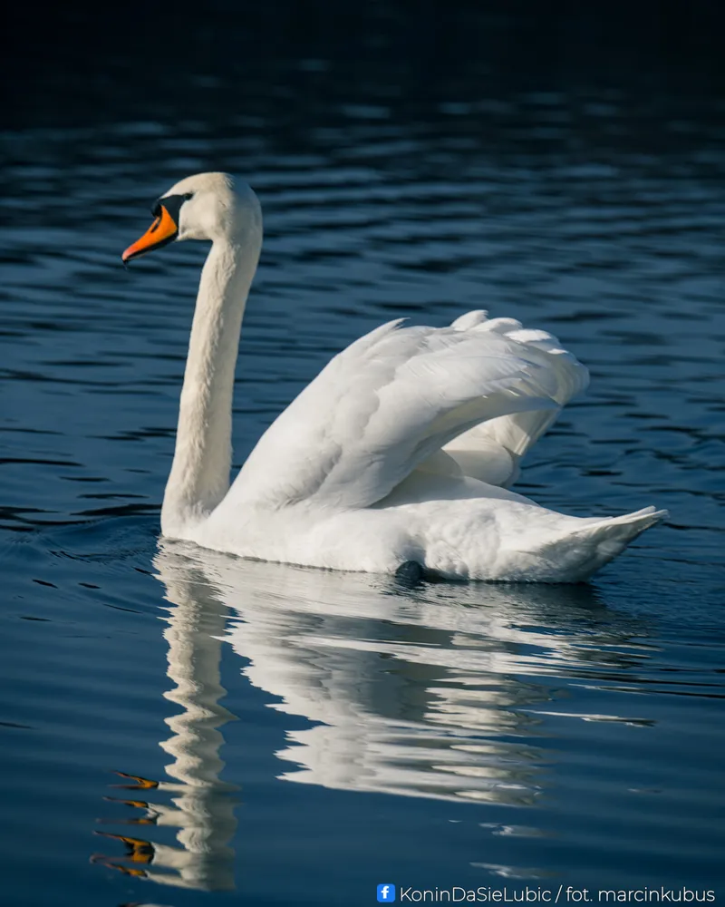 Marcin Kubus Photography - 20260314_DSC03625.jpg