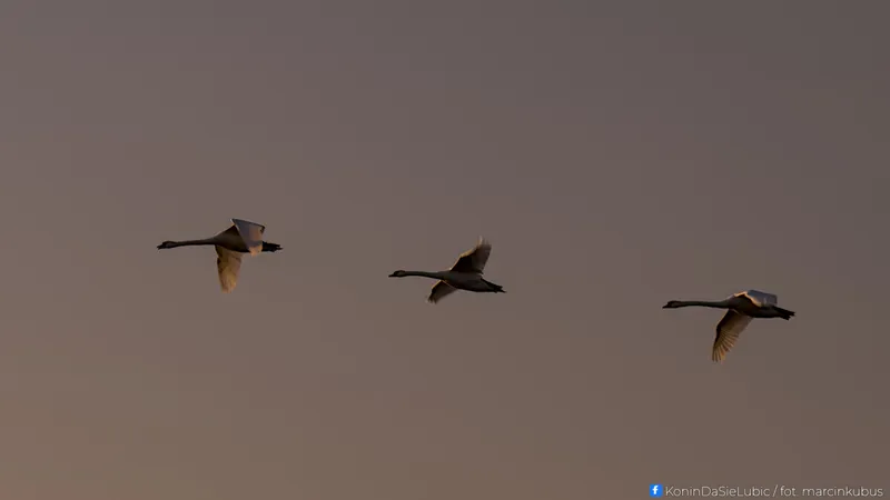 Marcin Kubus Photography - 20260314_DSC03830.jpg