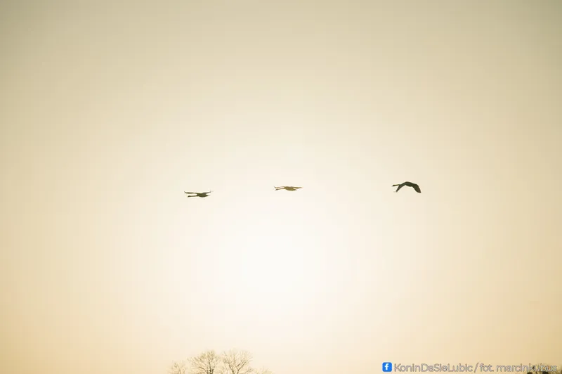 Marcin Kubus Photography - 20260314_DSC03836.jpg