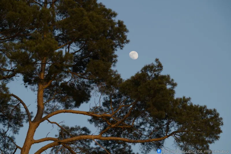 Marcin Kubus Photography - 20260314_DSC03957.jpg