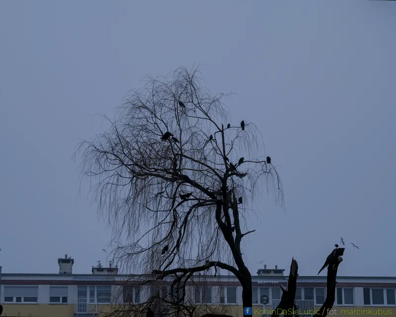 Marcin Kubus Photography - DSC08060.jpg